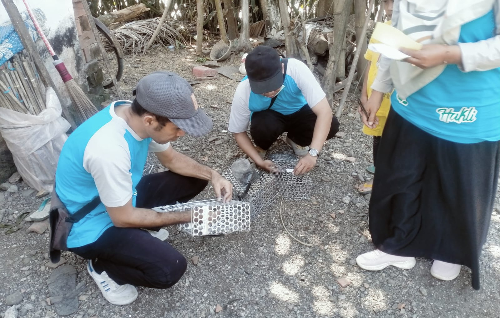 Survei Tikus Kegiatan Surveilans Faktor Risiko Leptospirosis di Kab Kebumen